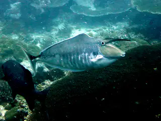 Unicornfish