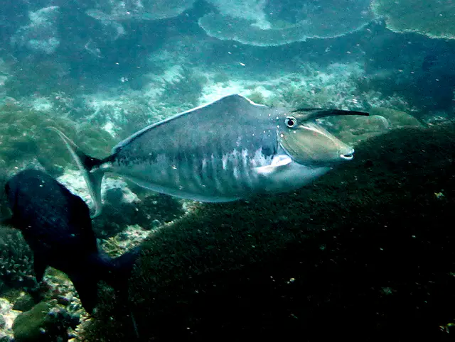 Unicornfish