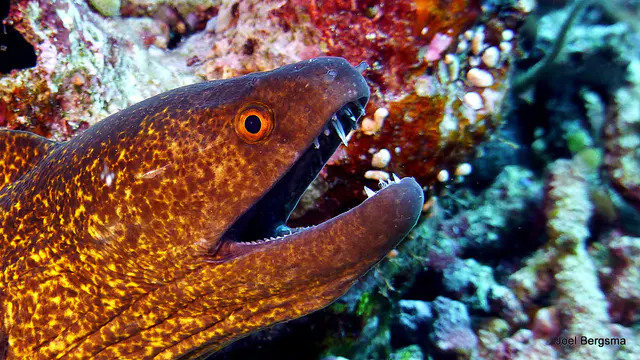Underwater photograph by Joel Bergsma