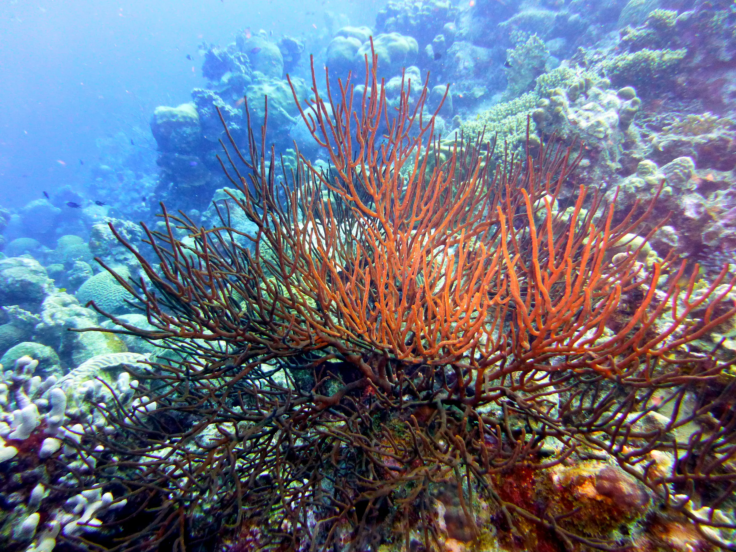 Bonaire underwater photograph, 2013