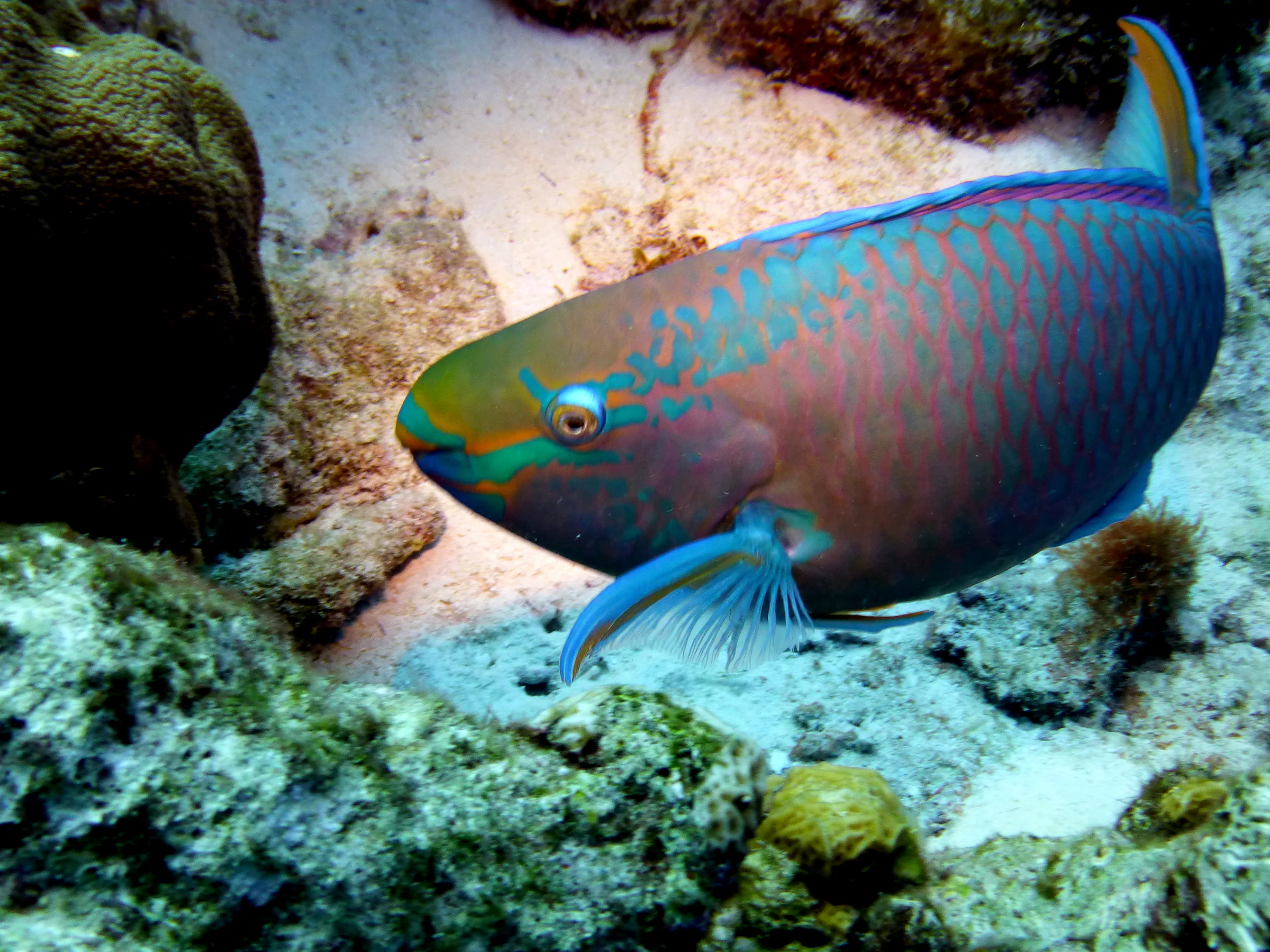 Parrotfish, Bonaire, 2013