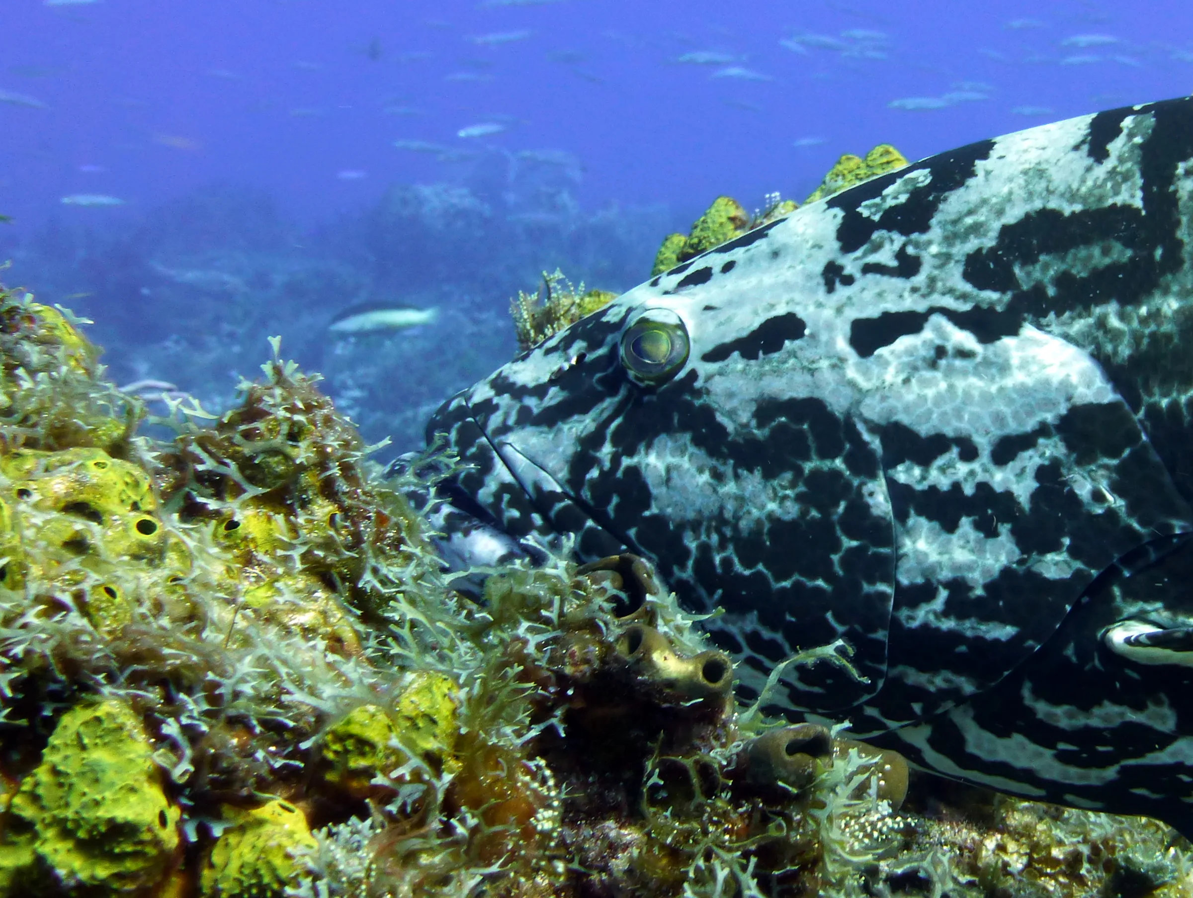 Black Grouper, Cozumel, 2014