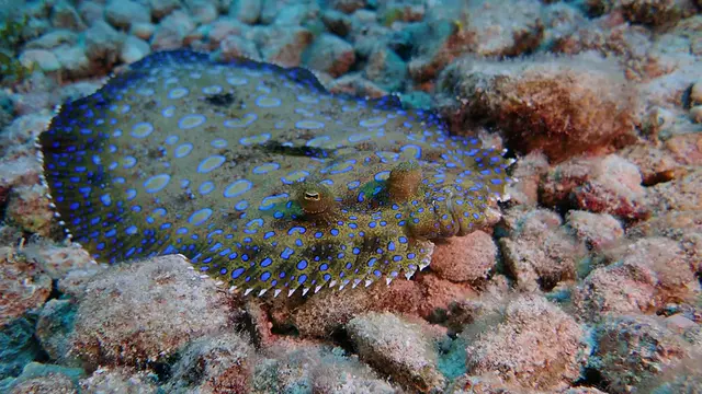 Flounder displays colors and begins to swim away