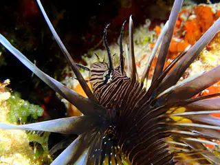 Underwater photograph by Joel Bergsma